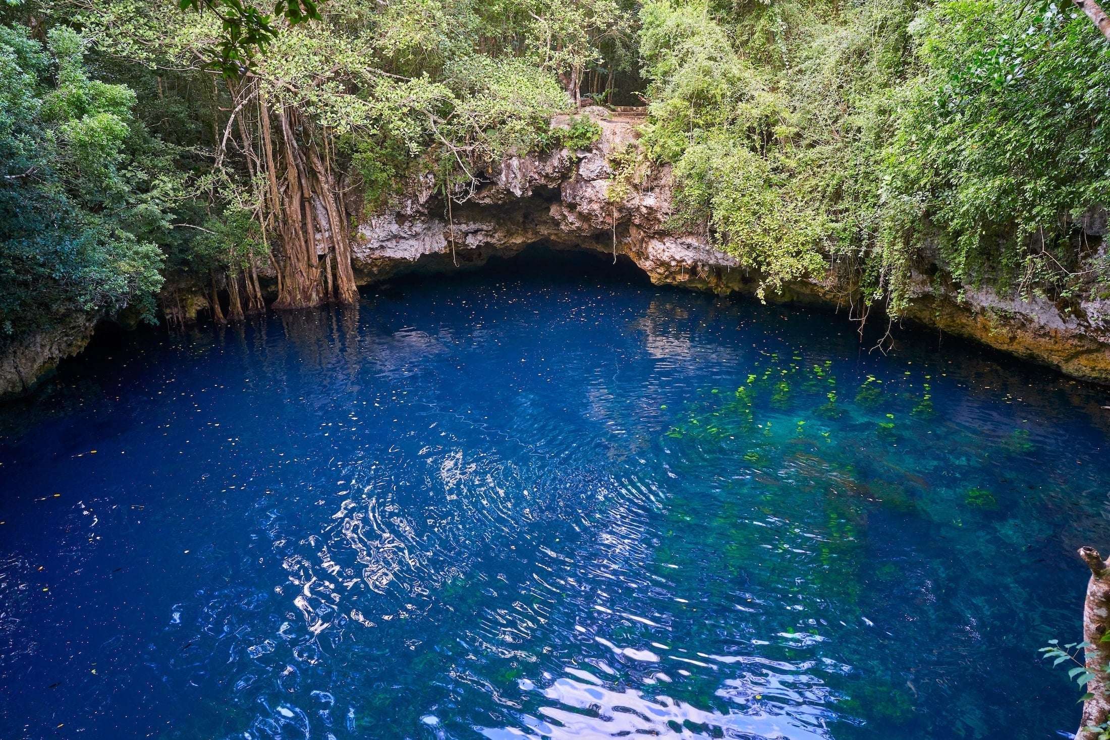 Discovering Akumal's Cenotes: Natural Wonders Unveiled 1 Cenote sinkhole in rainforest mayan jungle