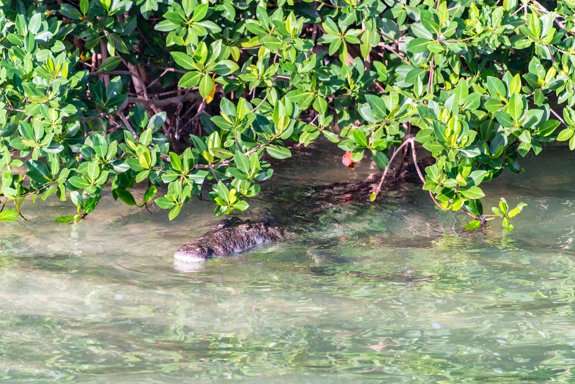 The Ultimate Tulum Travel Guide: Secrets of the Riviera Maya Unveiled 2 Crocodile near Tulum, Mexico