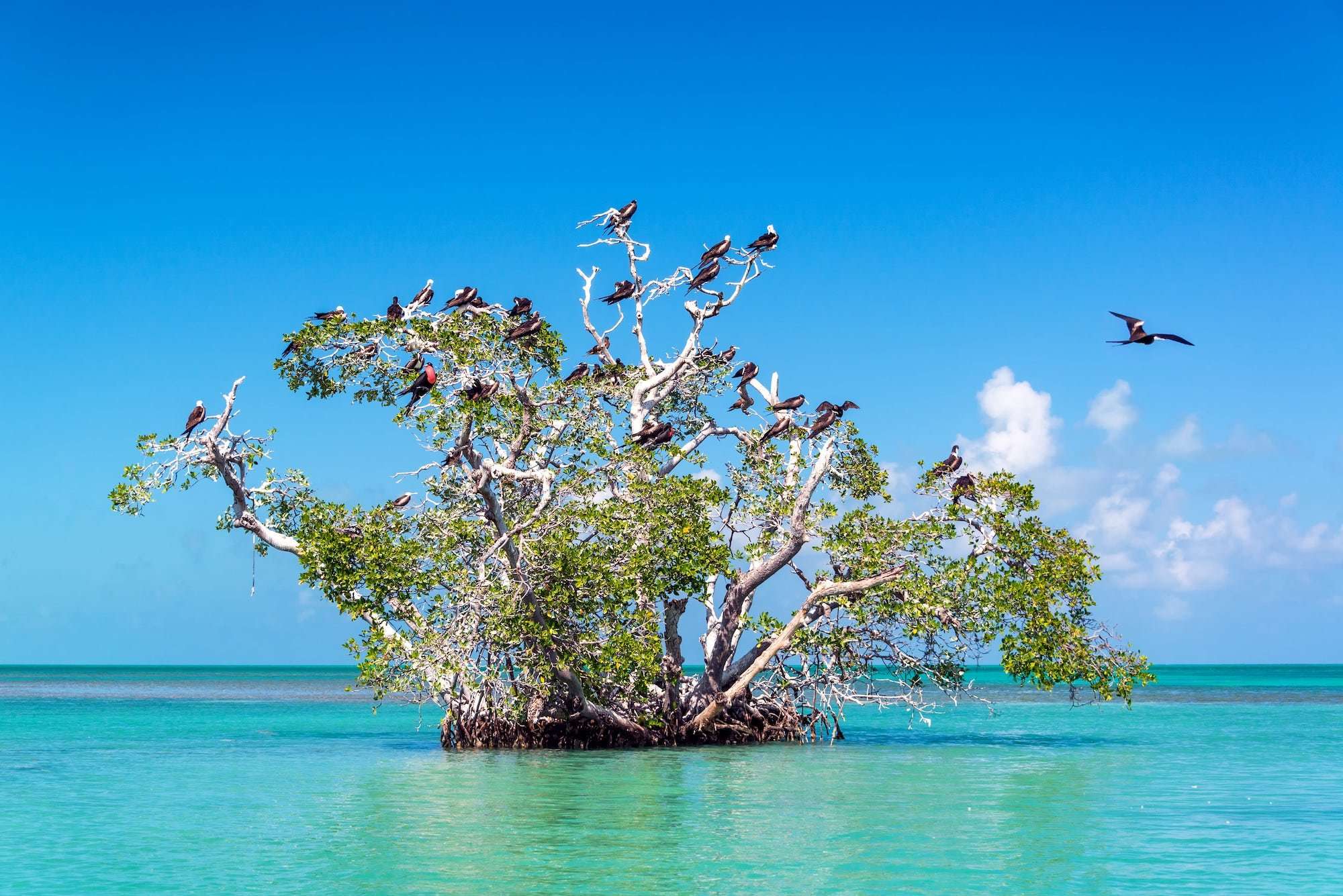 The Ultimate Tulum Travel Guide: Secrets of the Riviera Maya Unveiled 8 Mangrove Tree and Frigatebirds