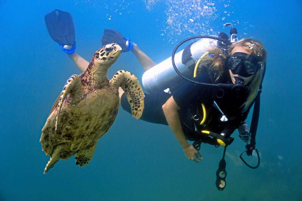 Sea Turtle and Diver