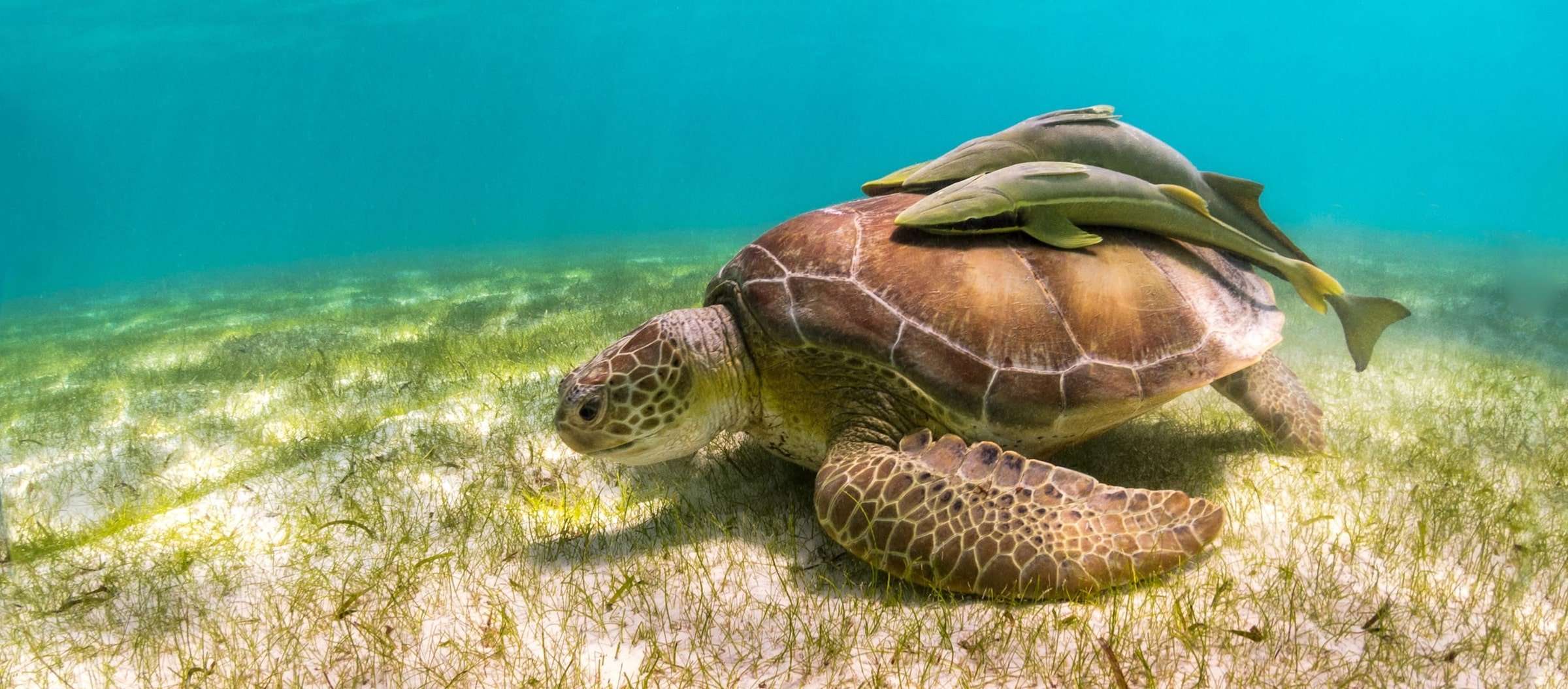 The Hidden Gem Between Tulum and Playa Del Carmen: A Complete Traveler's Guide to Akumal 11 Sea Turtle with Remoras copy min