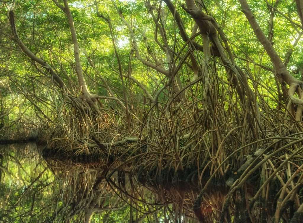 Traditions and Temples: Cultural Day Trips in and Around Playa del Carmen 7 Mangroves Close Up min