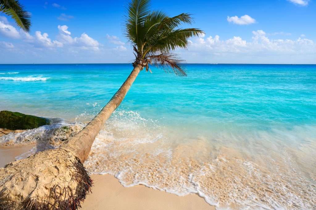 Seaside Escapes: Finding Your Perfect Beach in Playa del Carmen 2 Palm Tree on Beach min