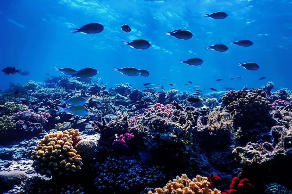 Akumal's Underwater World: A Snorkeler's Paradise 3 Reef in Mexico min