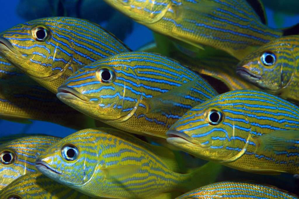 Blue striped grunts
