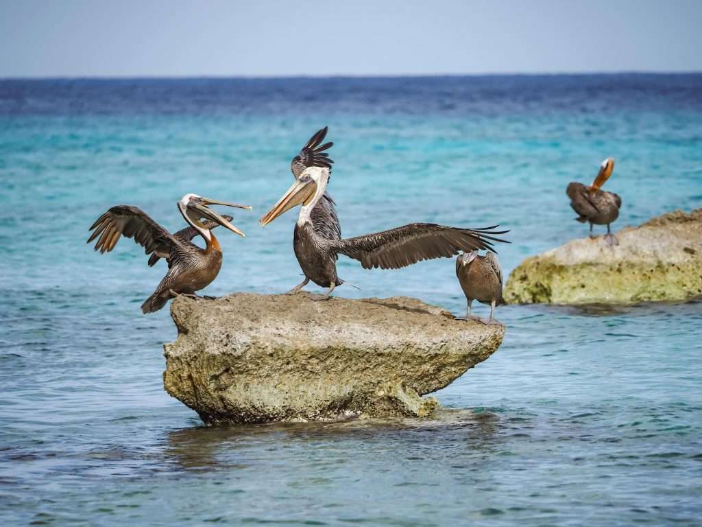 Creatures of the Cove: Akumal's Rich Biodiversity Unfolded 1 Brown pelicans 1