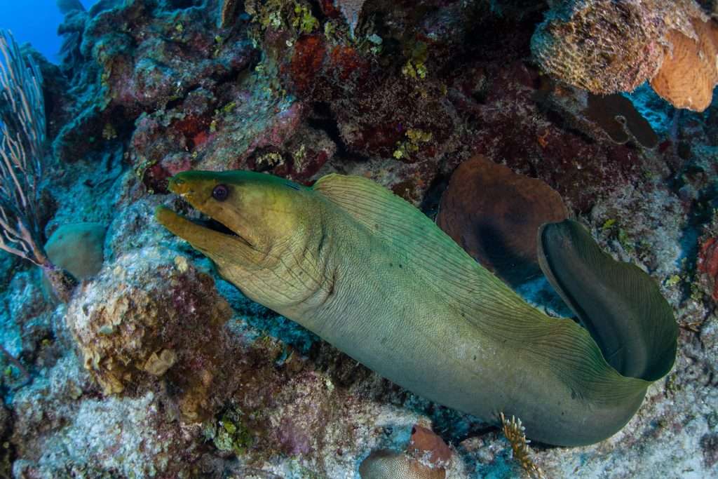 Creatures of the Cove: Akumal's Rich Biodiversity Unfolded 2 Moray eel