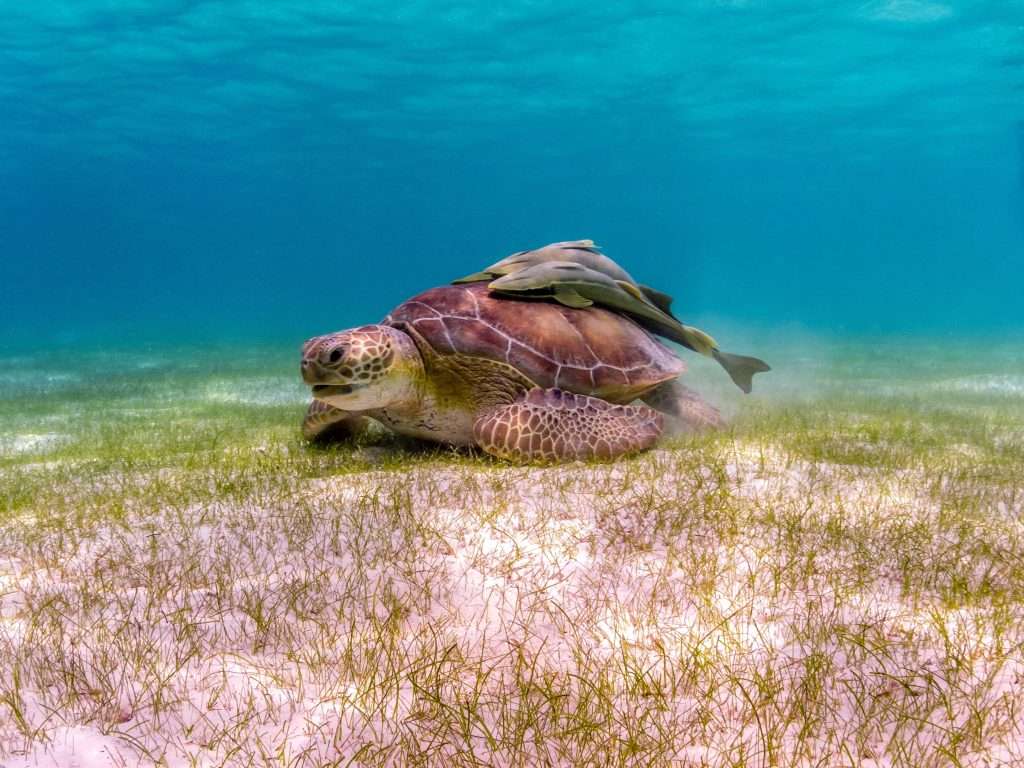 Creatures of the Cove: Akumal's Rich Biodiversity Unfolded 3 turtle with remoras