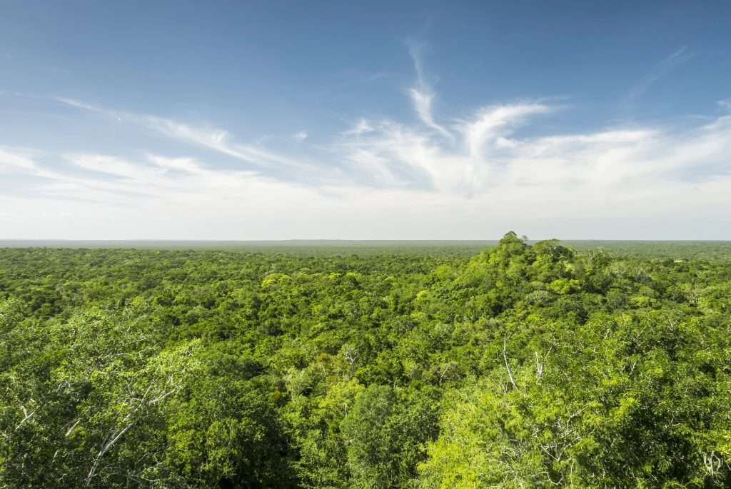 Sustainable Sanctuary: Akumal’s Commitment to Eco-Friendly Travel 2 Jungle from above