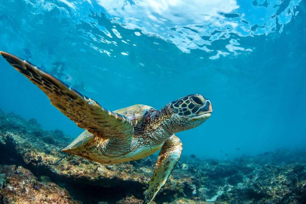 Sustainable Sanctuary: Akumal’s Commitment to Eco-Friendly Travel 3 Sea turtle underwater