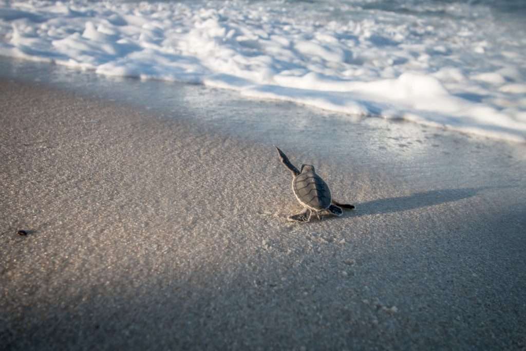 Akumal in Celebration: Local Festivals and Cultural Spectacles 1 Turtle Hatching Heading Towards Wave