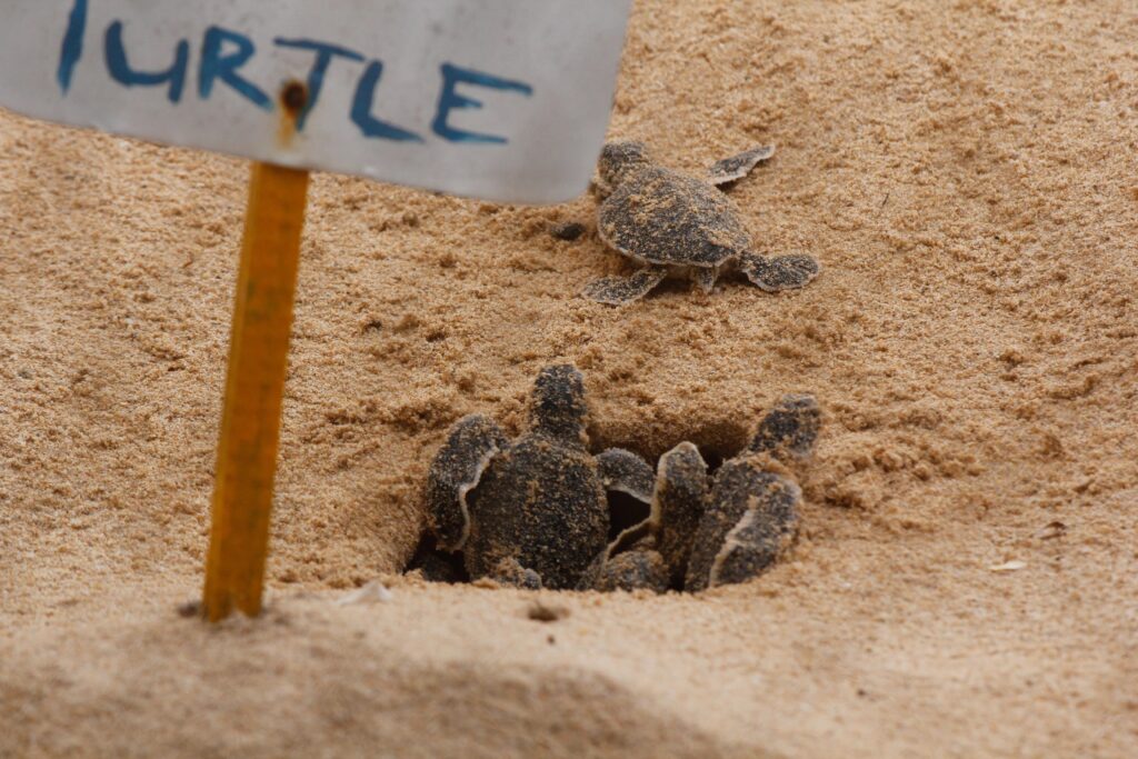 Sea turtles hatching